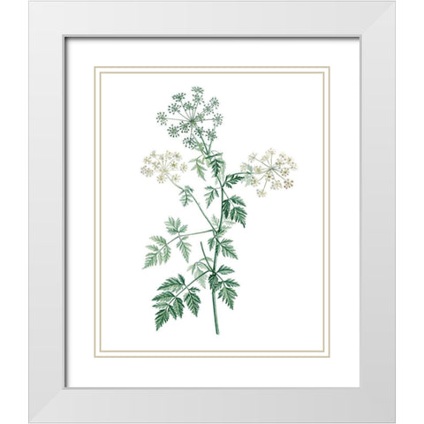 Soft Green Botanical II White Modern Wood Framed Art Print with Double Matting by Vision Studio