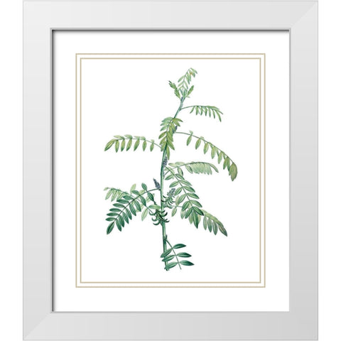 Soft Green Botanical III White Modern Wood Framed Art Print with Double Matting by Vision Studio