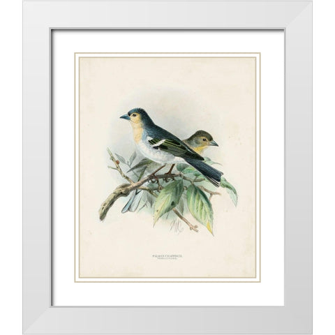 Antique Birds II White Modern Wood Framed Art Print with Double Matting by Unknown