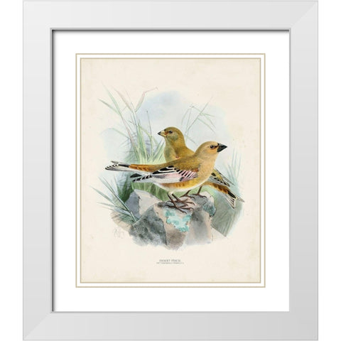 Antique Birds III White Modern Wood Framed Art Print with Double Matting by Unknown
