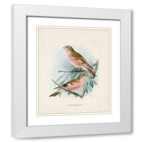Antique Birds IV White Modern Wood Framed Art Print with Double Matting by Unknown