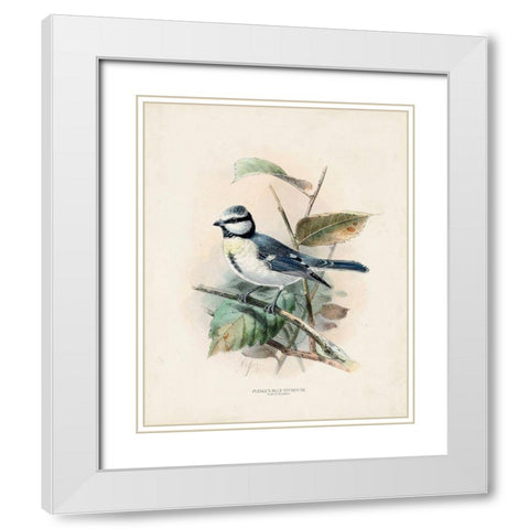 Antique Birds VI White Modern Wood Framed Art Print with Double Matting by Unknown