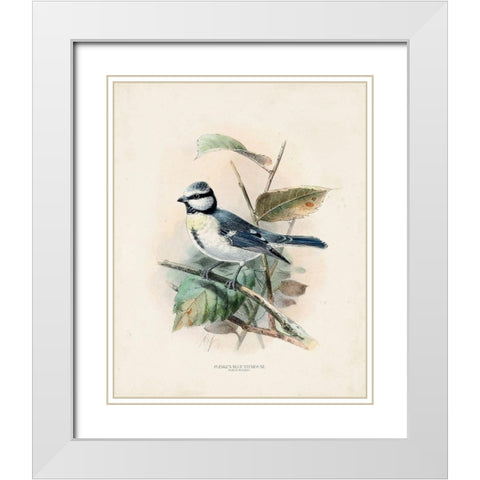 Antique Birds VI White Modern Wood Framed Art Print with Double Matting by Unknown