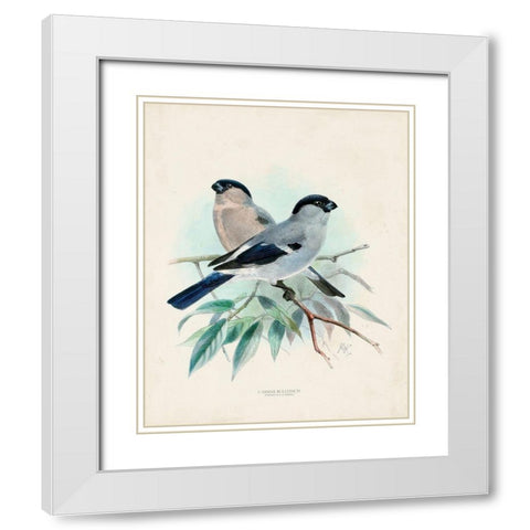 Antique Birds VIII White Modern Wood Framed Art Print with Double Matting by Unknown