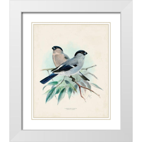 Antique Birds VIII White Modern Wood Framed Art Print with Double Matting by Unknown
