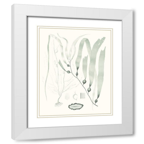 Sage Green Seaweed III White Modern Wood Framed Art Print with Double Matting by Vision Studio