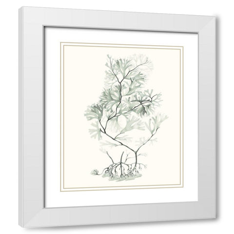 Sage Green Seaweed VI White Modern Wood Framed Art Print with Double Matting by Vision Studio