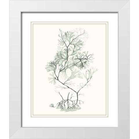 Sage Green Seaweed VI White Modern Wood Framed Art Print with Double Matting by Vision Studio