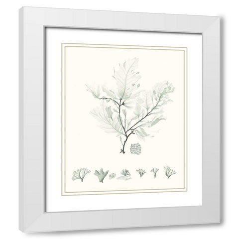 Sage Green Seaweed VII White Modern Wood Framed Art Print with Double Matting by Vision Studio