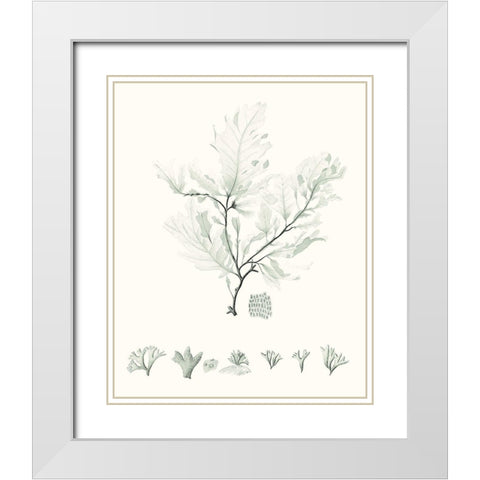 Sage Green Seaweed VII White Modern Wood Framed Art Print with Double Matting by Vision Studio