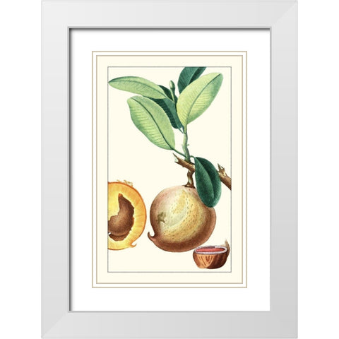 Turpin Exotic Botanical II White Modern Wood Framed Art Print with Double Matting by Turpin