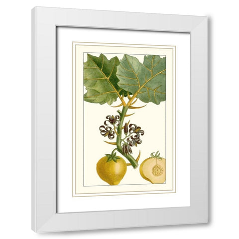 Turpin Exotic Botanical IV White Modern Wood Framed Art Print with Double Matting by Turpin