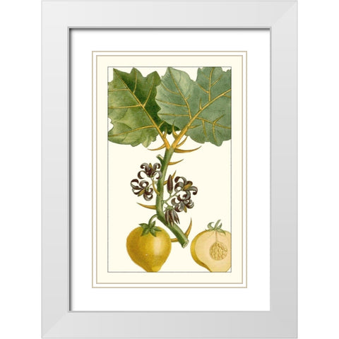 Turpin Exotic Botanical IV White Modern Wood Framed Art Print with Double Matting by Turpin