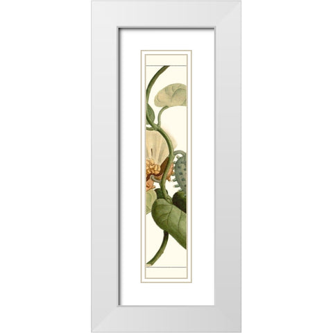 Turpin Exotic Botanical V White Modern Wood Framed Art Print with Double Matting by Turpin