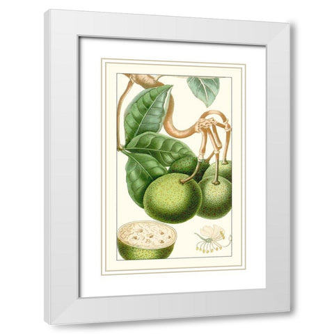 Turpin Exotic Botanical VI White Modern Wood Framed Art Print with Double Matting by Turpin
