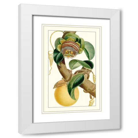 Turpin Exotic Botanical VII White Modern Wood Framed Art Print with Double Matting by Turpin