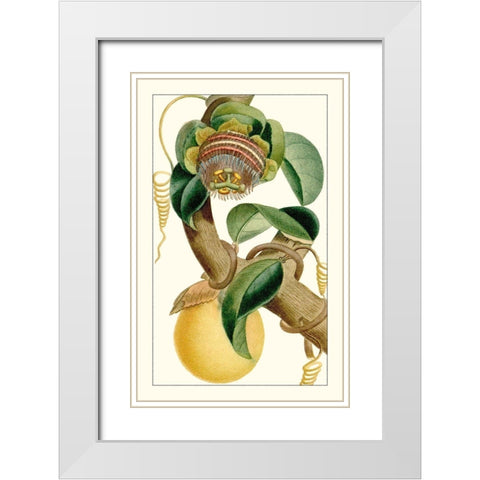 Turpin Exotic Botanical VII White Modern Wood Framed Art Print with Double Matting by Turpin