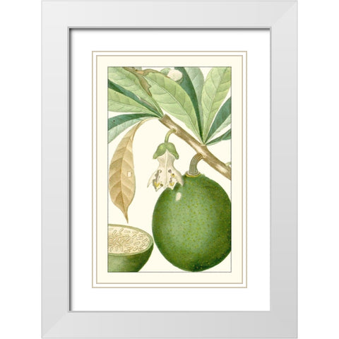 Turpin Exotic Botanical VIII White Modern Wood Framed Art Print with Double Matting by Turpin
