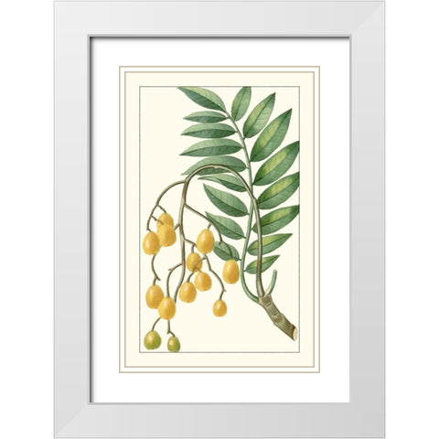 Turpin Exotic Botanical IX White Modern Wood Framed Art Print with Double Matting by Turpin
