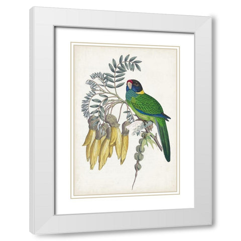 Tropical Bird and Flower II White Modern Wood Framed Art Print with Double Matting by Vision Studio