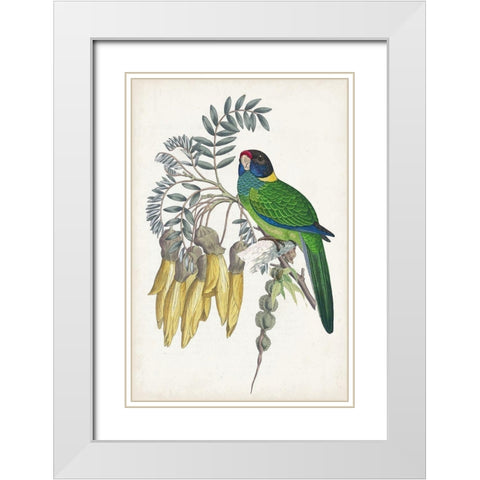 Tropical Bird and Flower II White Modern Wood Framed Art Print with Double Matting by Vision Studio