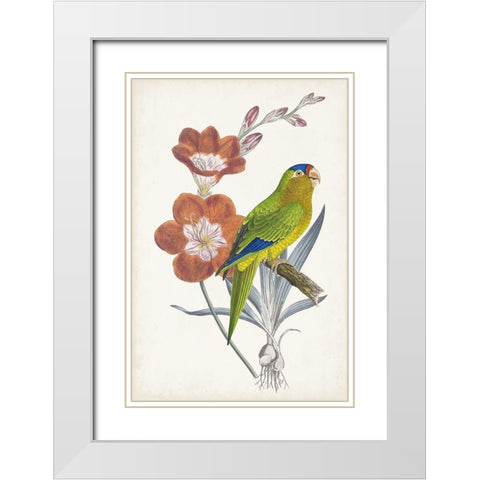 Tropical Bird and Flower III White Modern Wood Framed Art Print with Double Matting by Vision Studio