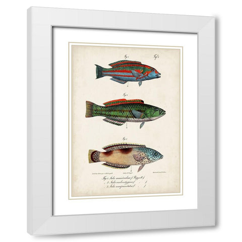 Antique Fish Trio I White Modern Wood Framed Art Print with Double Matting by Vision Studio