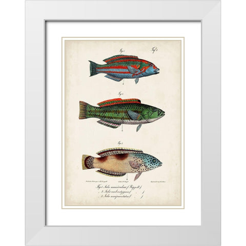Antique Fish Trio I White Modern Wood Framed Art Print with Double Matting by Vision Studio