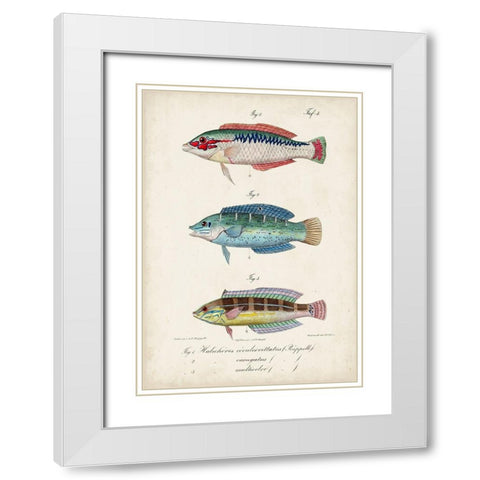 Antique Fish Trio II White Modern Wood Framed Art Print with Double Matting by Vision Studio