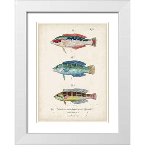 Antique Fish Trio II White Modern Wood Framed Art Print with Double Matting by Vision Studio