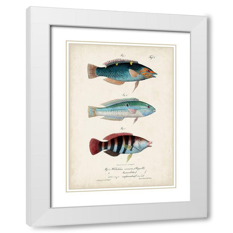 Antique Fish Trio III White Modern Wood Framed Art Print with Double Matting by Vision Studio