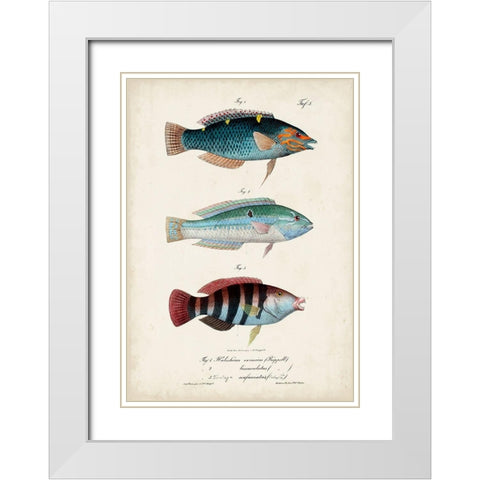 Antique Fish Trio III White Modern Wood Framed Art Print with Double Matting by Vision Studio