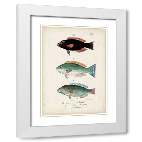 Antique Fish Trio IV White Modern Wood Framed Art Print with Double Matting by Vision Studio