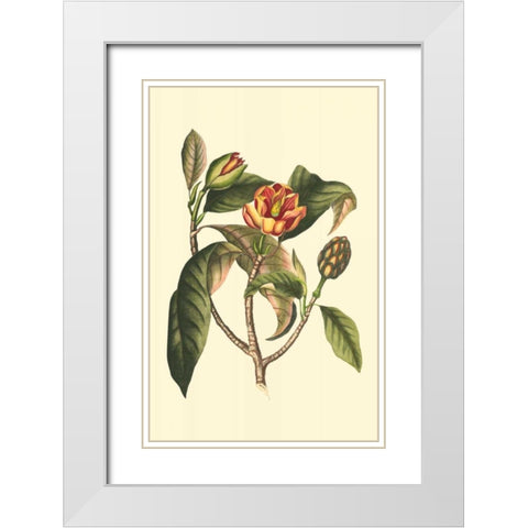 Flourishing Foliage I White Modern Wood Framed Art Print with Double Matting by Vision Studio