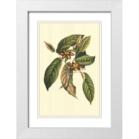 Flourishing Foliage IV White Modern Wood Framed Art Print with Double Matting by Vision Studio