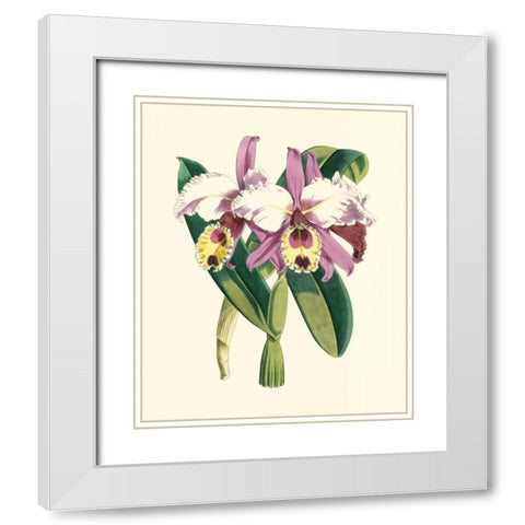 Magnificent Orchid I White Modern Wood Framed Art Print with Double Matting by Vision Studio