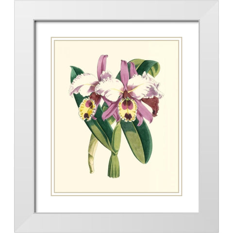 Magnificent Orchid I White Modern Wood Framed Art Print with Double Matting by Vision Studio