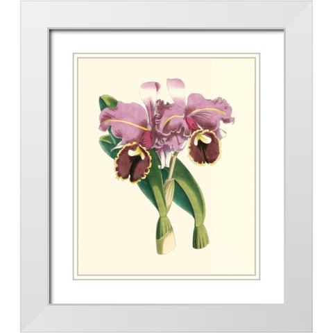 Magnificent Orchid II White Modern Wood Framed Art Print with Double Matting by Vision Studio