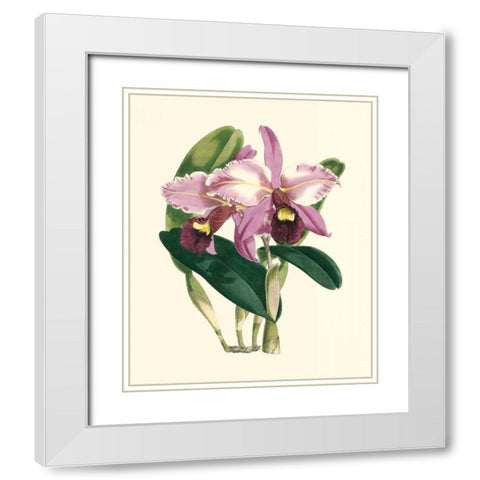 Magnificent Orchid III White Modern Wood Framed Art Print with Double Matting by Vision Studio