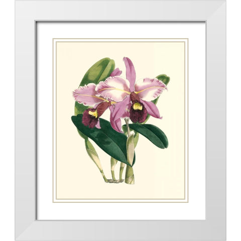 Magnificent Orchid III White Modern Wood Framed Art Print with Double Matting by Vision Studio