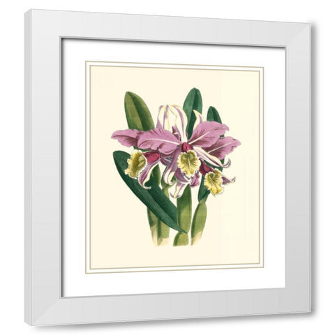 Magnificent Orchid IV White Modern Wood Framed Art Print with Double Matting by Vision Studio