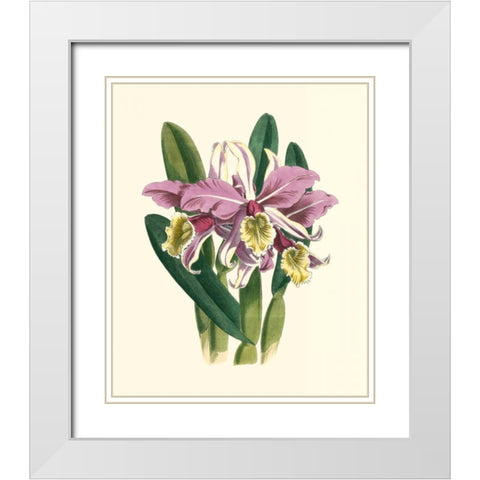 Magnificent Orchid IV White Modern Wood Framed Art Print with Double Matting by Vision Studio