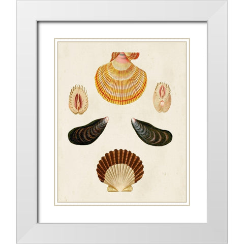 Knorr Shells I White Modern Wood Framed Art Print with Double Matting by Knorr, G.W.