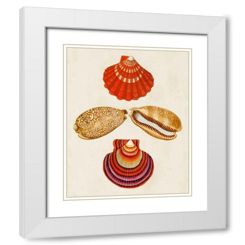 Knorr Shells II White Modern Wood Framed Art Print with Double Matting by Knorr, G.W.