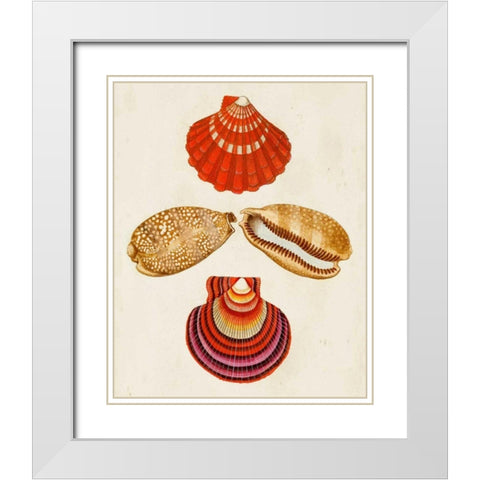 Knorr Shells II White Modern Wood Framed Art Print with Double Matting by Knorr, G.W.