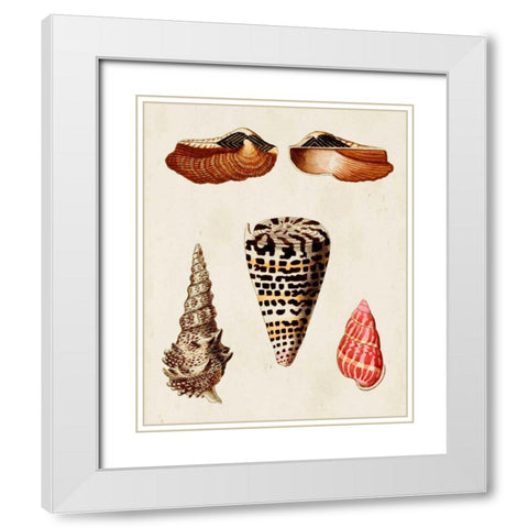 Knorr Shells III White Modern Wood Framed Art Print with Double Matting by Knorr, G.W.