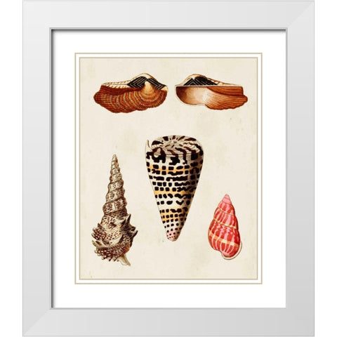 Knorr Shells III White Modern Wood Framed Art Print with Double Matting by Knorr, G.W.