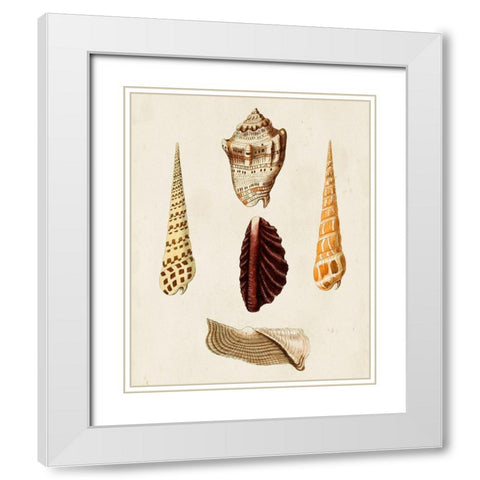 Knorr Shells VI White Modern Wood Framed Art Print with Double Matting by Knorr, G.W.