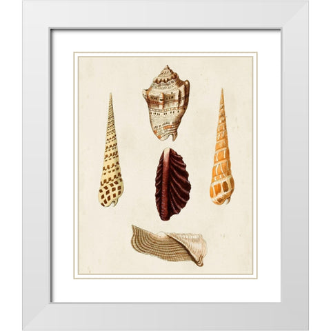 Knorr Shells VI White Modern Wood Framed Art Print with Double Matting by Knorr, G.W.