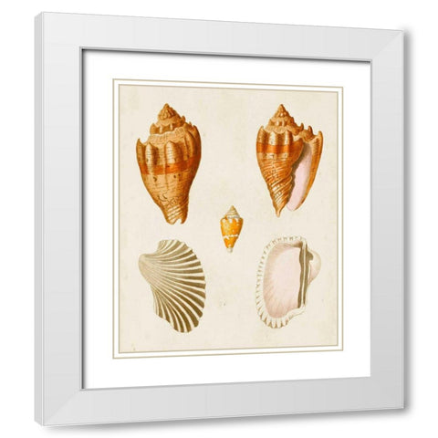 Knorr Shells VII White Modern Wood Framed Art Print with Double Matting by Knorr, G.W.